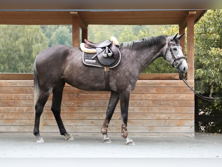 Koń hanowerski Klacz 4 lat 167 cm Siwa jabłkowita in Siegen
