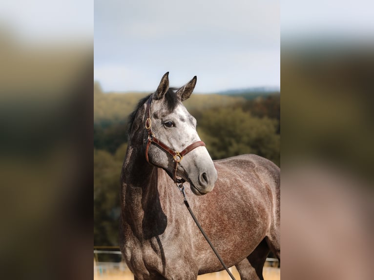 Koń hanowerski Klacz 4 lat 167 cm Siwa jabłkowita in Siegen