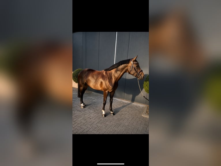 Koń hanowerski Klacz 4 lat 167 cm Skarogniada in Nettetal