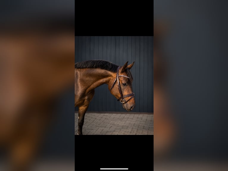 Koń hanowerski Klacz 4 lat 167 cm Skarogniada in Nettetal