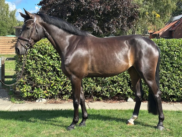 Koń hanowerski Klacz 4 lat 168 cm Ciemnogniada in Verden (Aller)