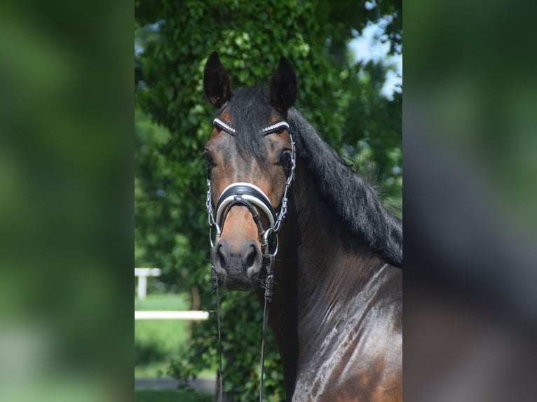 Koń hanowerski Klacz 4 lat 168 cm Ciemnogniada in Nienhagen