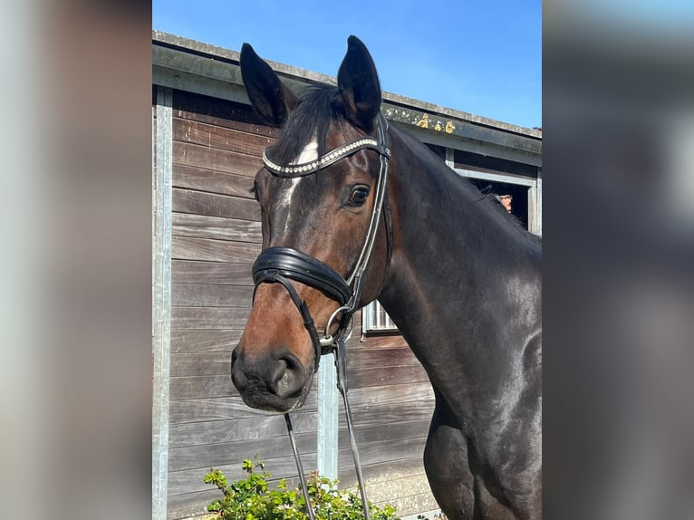 Koń hanowerski Klacz 4 lat 168 cm Ciemnogniada in Römstedt