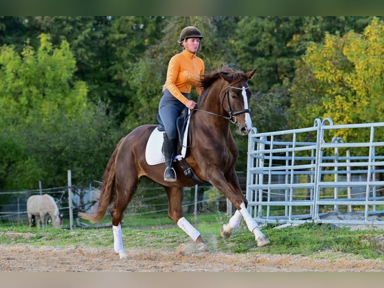 Koń hanowerski Klacz 4 lat 168 cm Ciemnokasztanowata in W&#xFC;rzburg