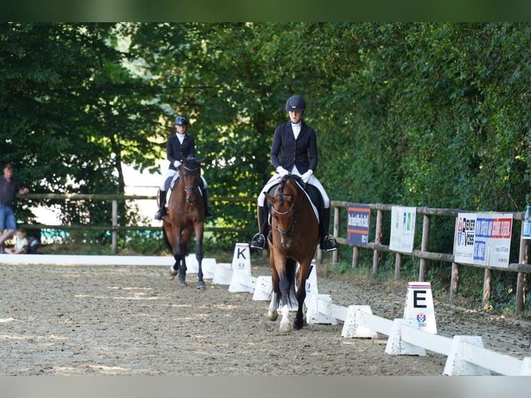 Koń hanowerski Klacz 4 lat 168 cm Gniada in Coesfeld