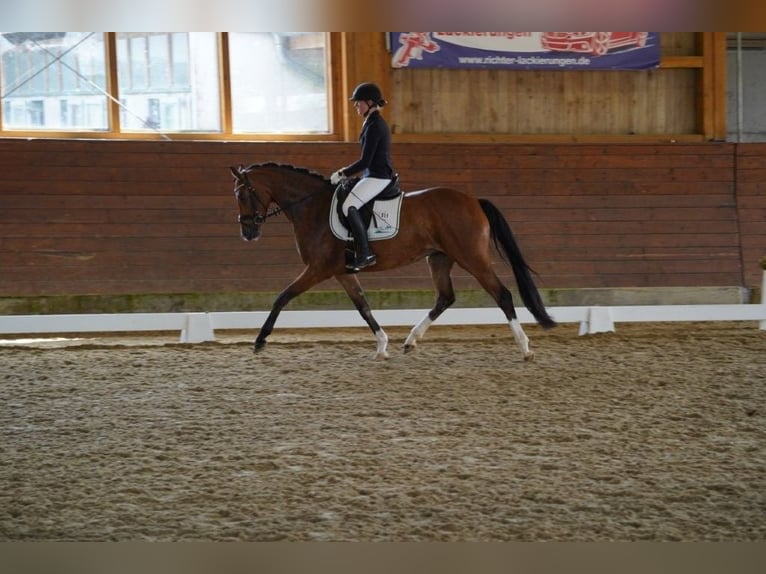 Koń hanowerski Klacz 4 lat 168 cm Gniada in Coesfeld