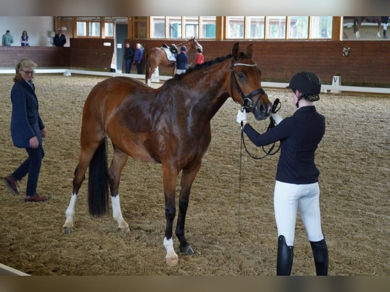 Koń hanowerski Klacz 4 lat 168 cm Gniada in Coesfeld
