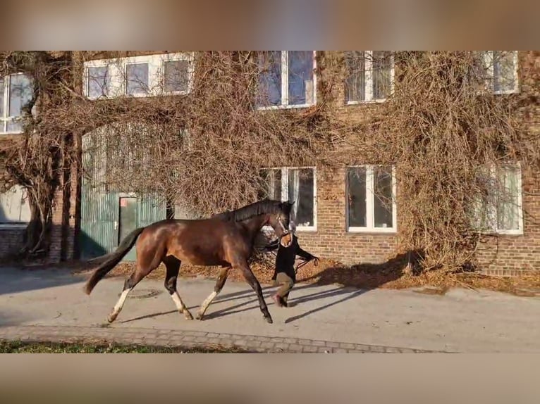 Koń hanowerski Klacz 4 lat 168 cm Gniada in Kaarst