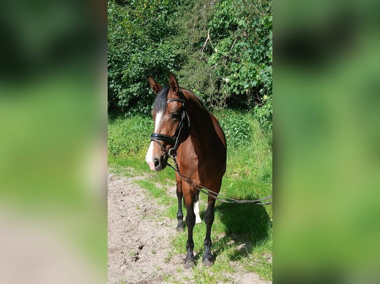Koń hanowerski Klacz 4 lat 168 cm Gniada in Kirchdorf