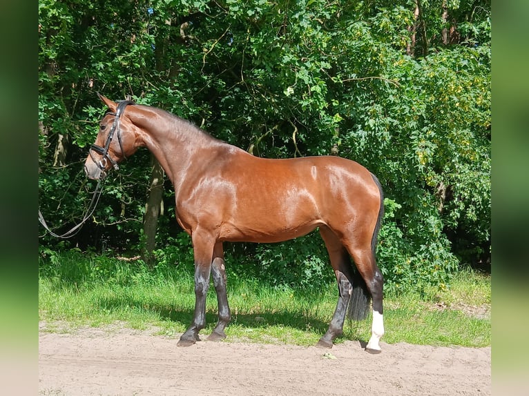 Koń hanowerski Klacz 4 lat 168 cm Gniada in Kirchdorf