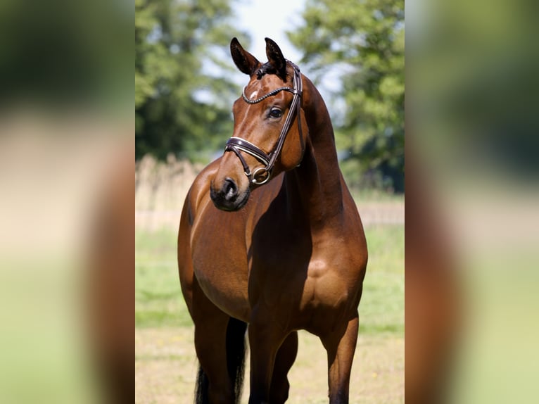 Koń hanowerski Klacz 4 lat 168 cm Gniada in Nordhorn