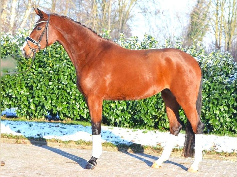 Koń hanowerski Klacz 4 lat 168 cm Gniada in Selsingen