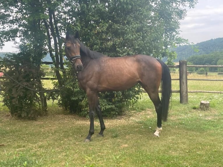 Koń hanowerski Klacz 4 lat 168 cm Gniada in Wellheim