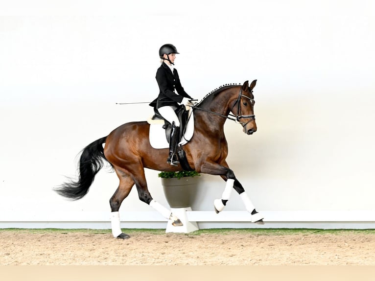 Koń hanowerski Klacz 4 lat 168 cm Gniada in Saerbeck