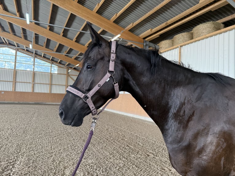 Koń hanowerski Klacz 4 lat 168 cm Kara in Adelheidsdorf