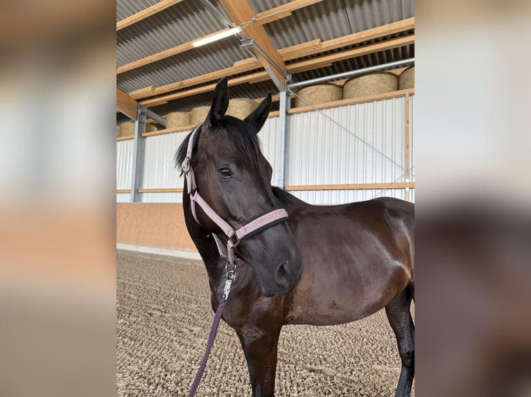 Koń hanowerski Klacz 4 lat 168 cm Kara in Adelheidsdorf