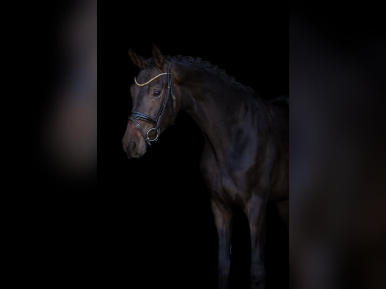 Koń hanowerski Klacz 4 lat 168 cm Kara in Bodenkirchen