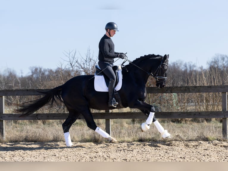 Koń hanowerski Klacz 4 lat 168 cm Kara in L&#xF6;wenberger Land