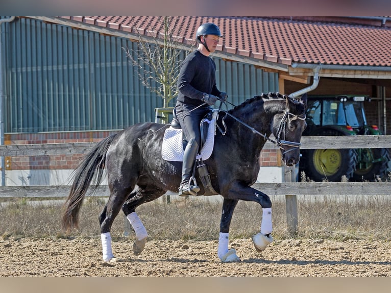 Koń hanowerski Klacz 4 lat 168 cm Kara in L&#xF6;wenberger Land