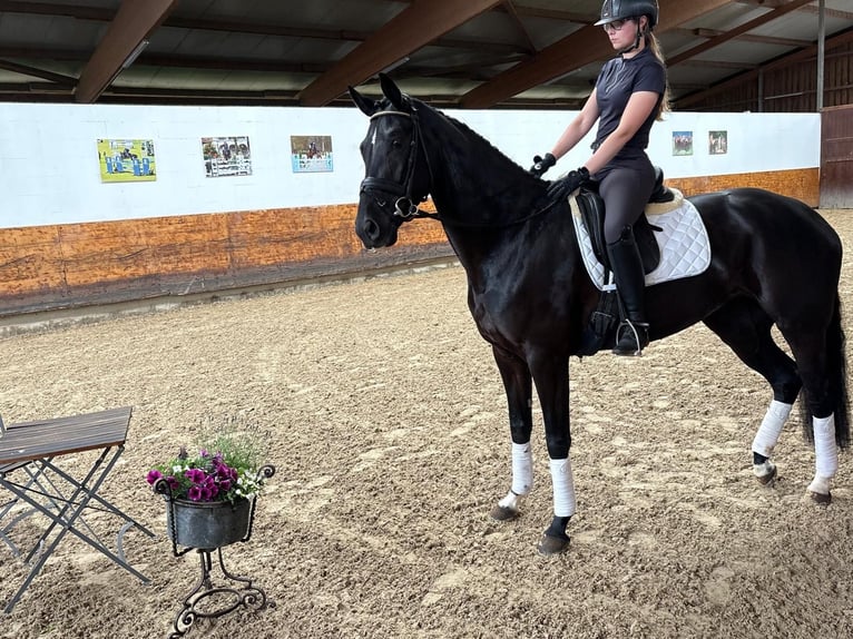 Koń hanowerski Klacz 4 lat 168 cm Kara in Verden (Aller)