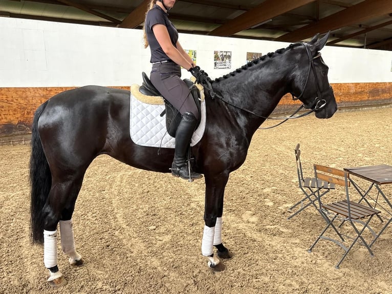 Koń hanowerski Klacz 4 lat 168 cm Kara in Verden (Aller)