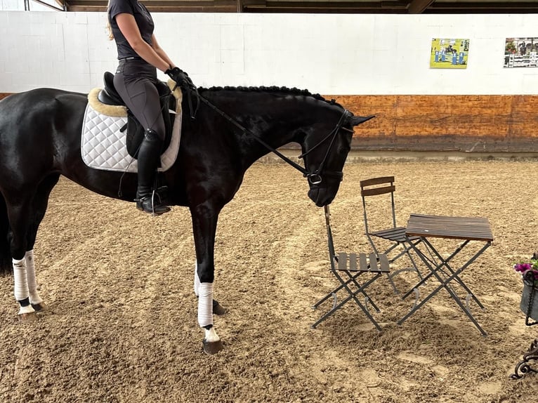 Koń hanowerski Klacz 4 lat 168 cm Kara in Verden (Aller)