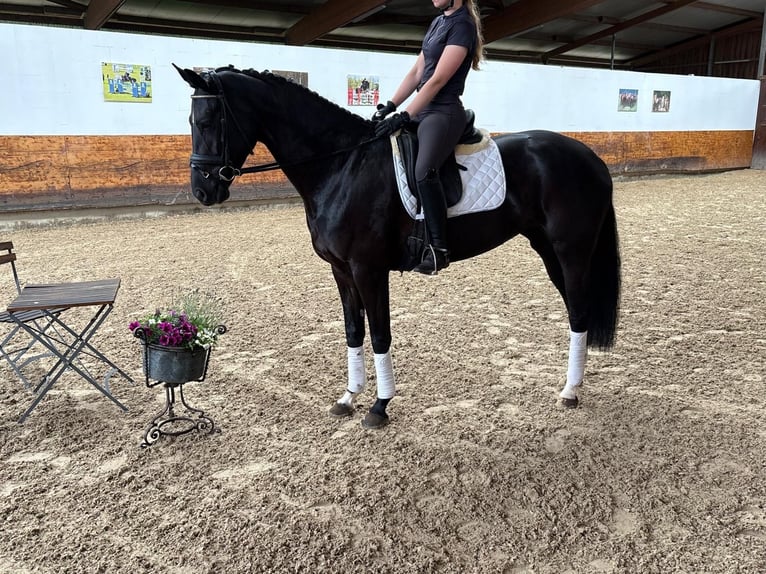Koń hanowerski Klacz 4 lat 168 cm Kara in Verden (Aller)
