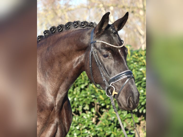 Koń hanowerski Klacz 4 lat 168 cm Kara in Selsingen