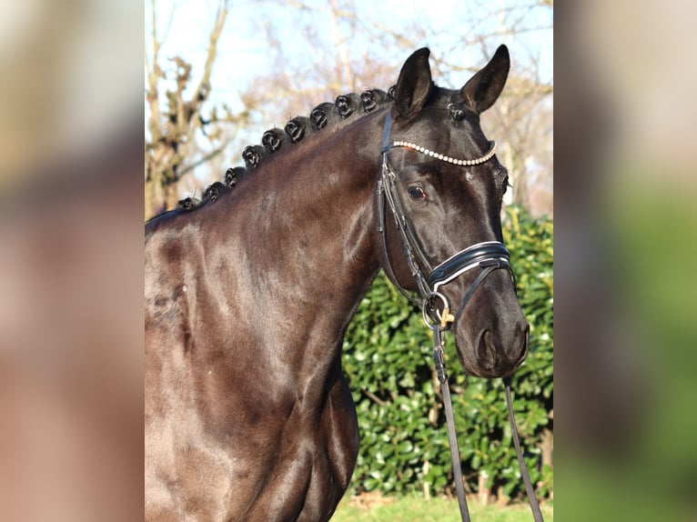 Koń hanowerski Klacz 4 lat 168 cm Kara in Selsingen