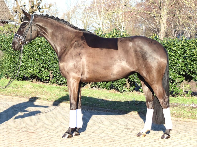 Koń hanowerski Klacz 4 lat 168 cm Kara in Selsingen