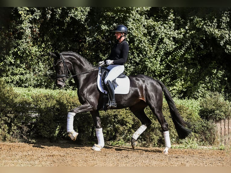Koń hanowerski Klacz 4 lat 168 cm Kara in Riedstadt