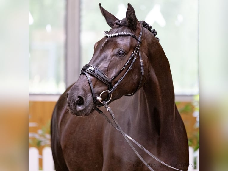 Koń hanowerski Klacz 4 lat 168 cm Kara in Verden