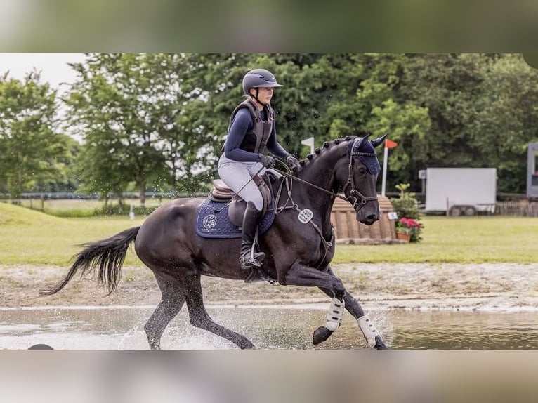 Koń hanowerski Klacz 4 lat 168 cm Kara in Preetz
