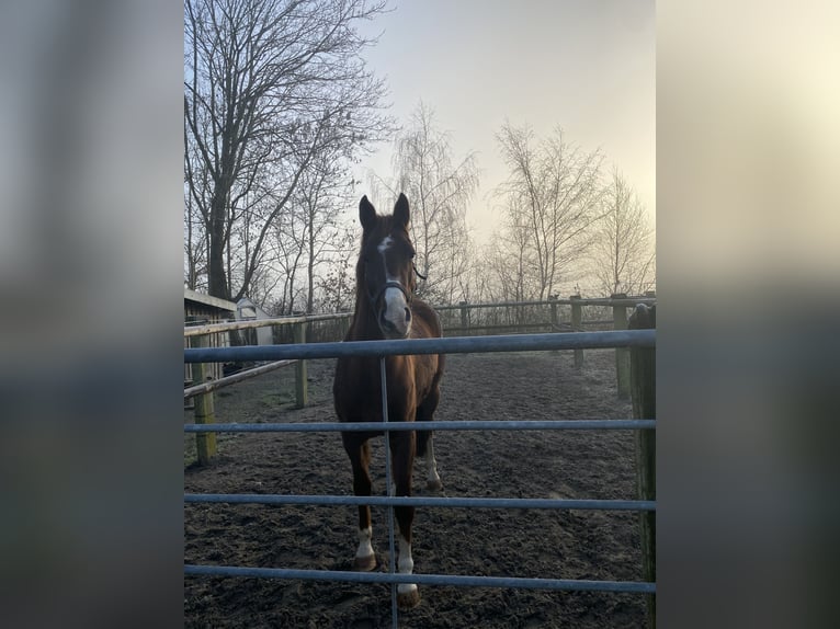 Koń hanowerski Klacz 4 lat 168 cm Kasztanowata in Moormerland