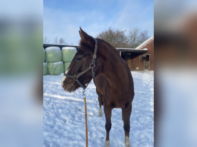 Koń hanowerski Klacz 4 lat 168 cm Kasztanowata in Moormerland
