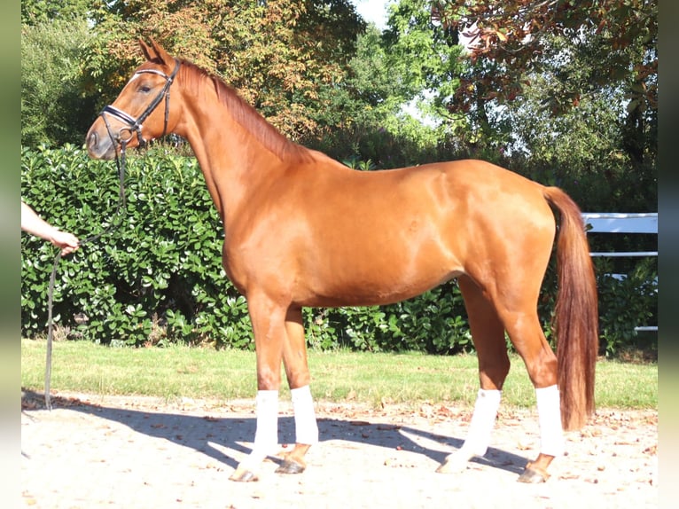 Koń hanowerski Klacz 4 lat 168 cm Kasztanowata in Selsingen