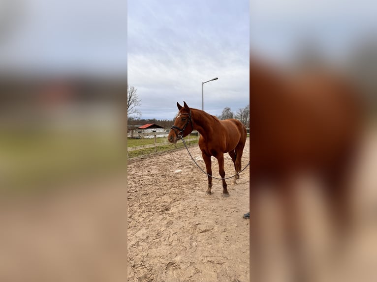 Koń hanowerski Klacz 4 lat 168 cm Kasztanowata in Leipzig