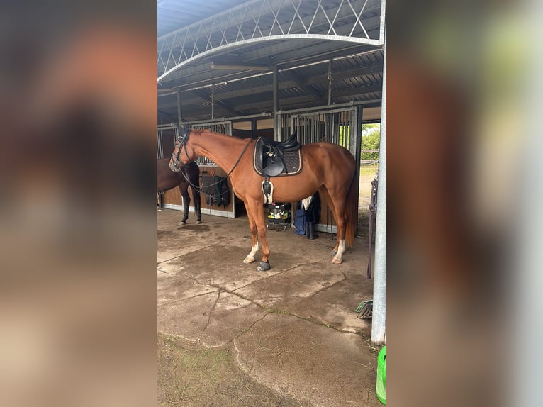 Koń hanowerski Klacz 4 lat 168 cm Kasztanowata in Leipzig