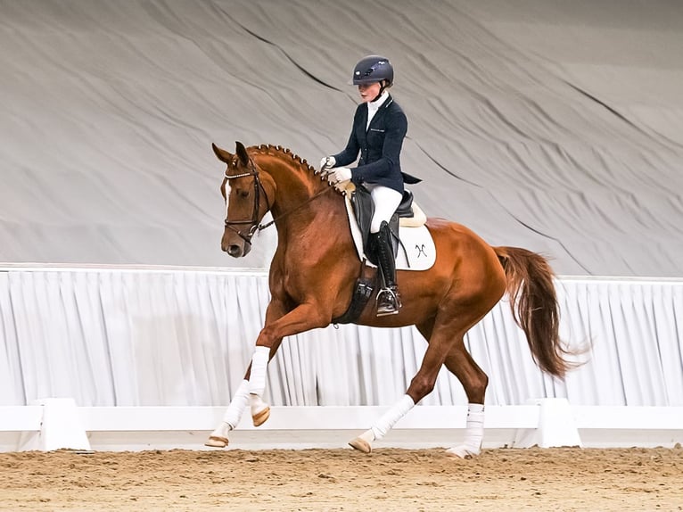 Koń hanowerski Klacz 4 lat 168 cm Kasztanowata in Verden