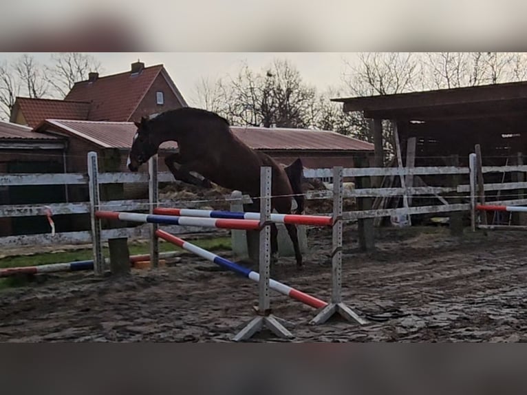Koń hanowerski Klacz 4 lat 168 cm in Belum