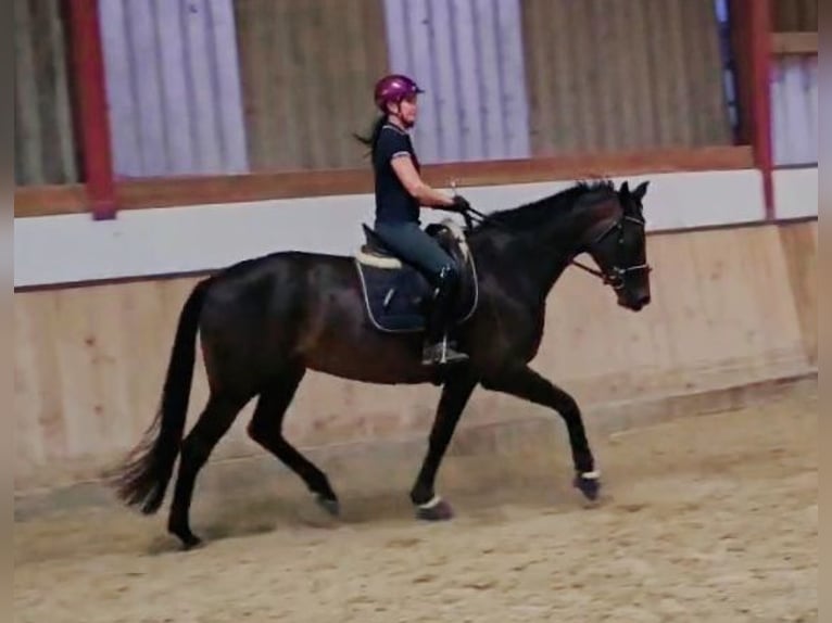 Koń hanowerski Klacz 4 lat 168 cm Skarogniada in B&#xF6;heimkirchen