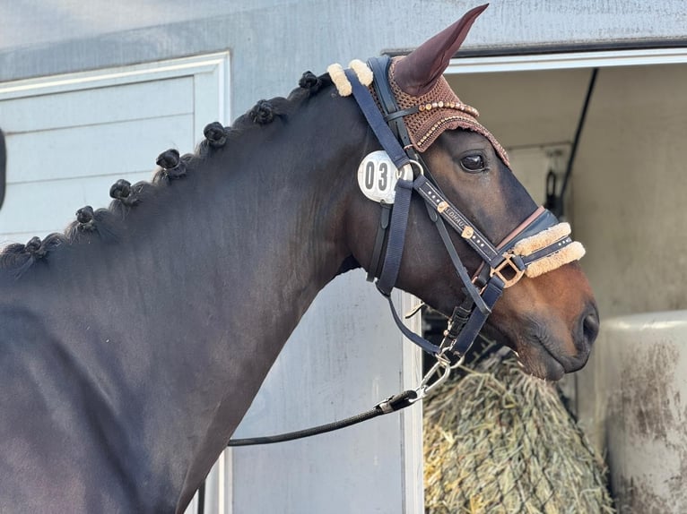 Koń hanowerski Klacz 4 lat 168 cm Skarogniada in Wadern