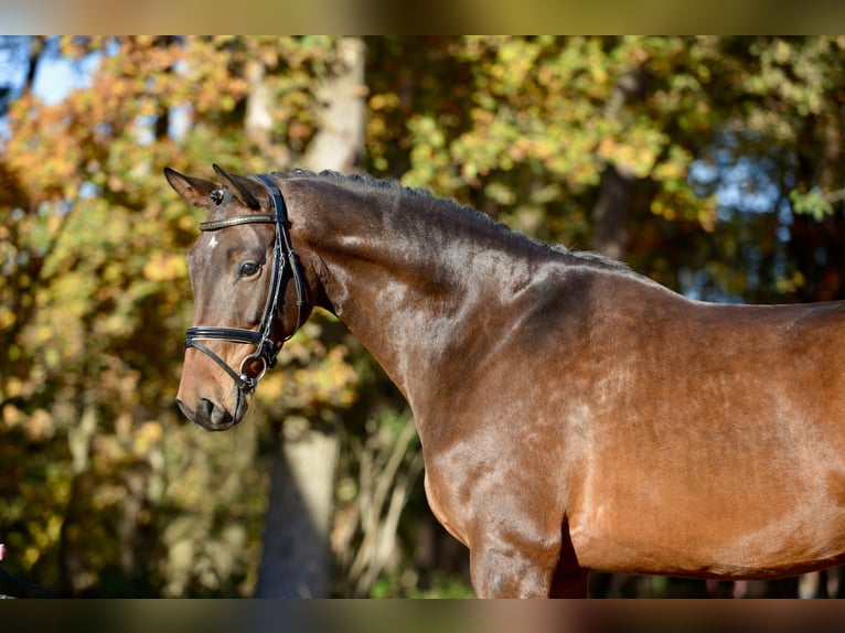 Koń hanowerski Klacz 4 lat 169 cm Ciemnogniada in Essen (Oldenburg)