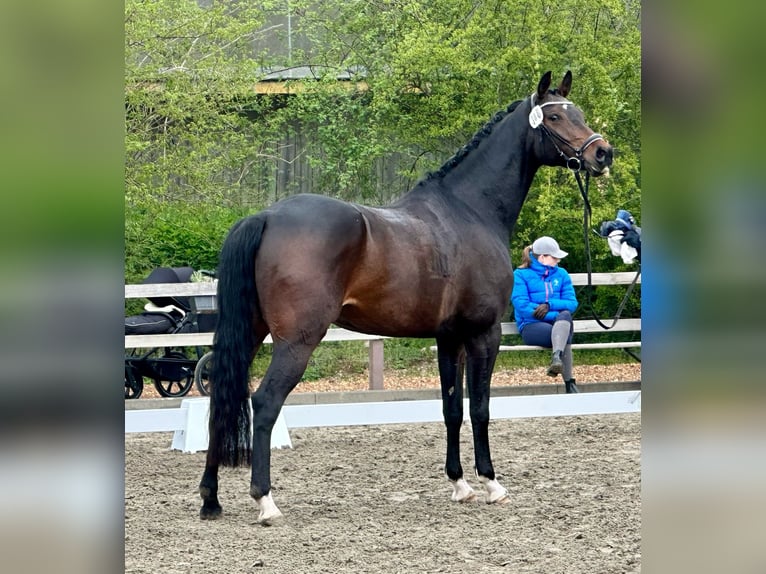 Koń hanowerski Klacz 4 lat 169 cm Ciemnogniada in Fleckeby