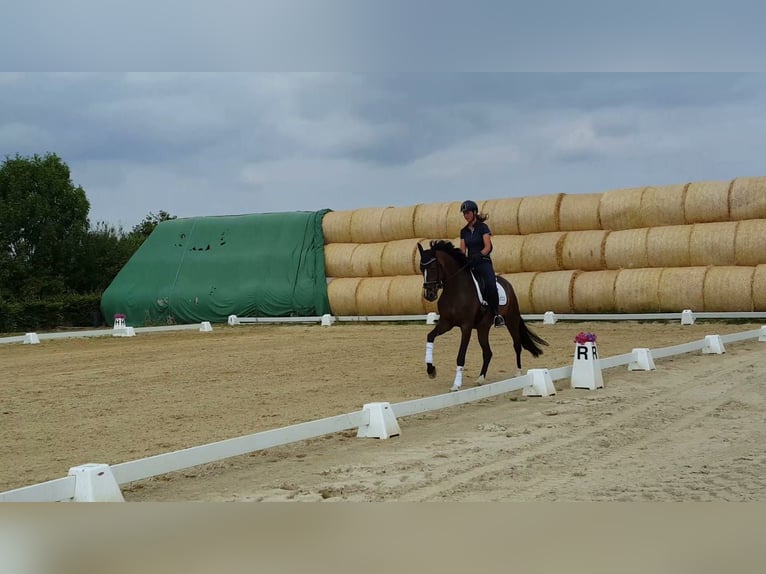 Koń hanowerski Klacz 4 lat 169 cm Gniada in Weeze