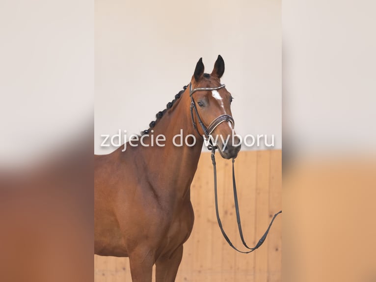 Koń hanowerski Klacz 4 lat 169 cm Gniada in Opole