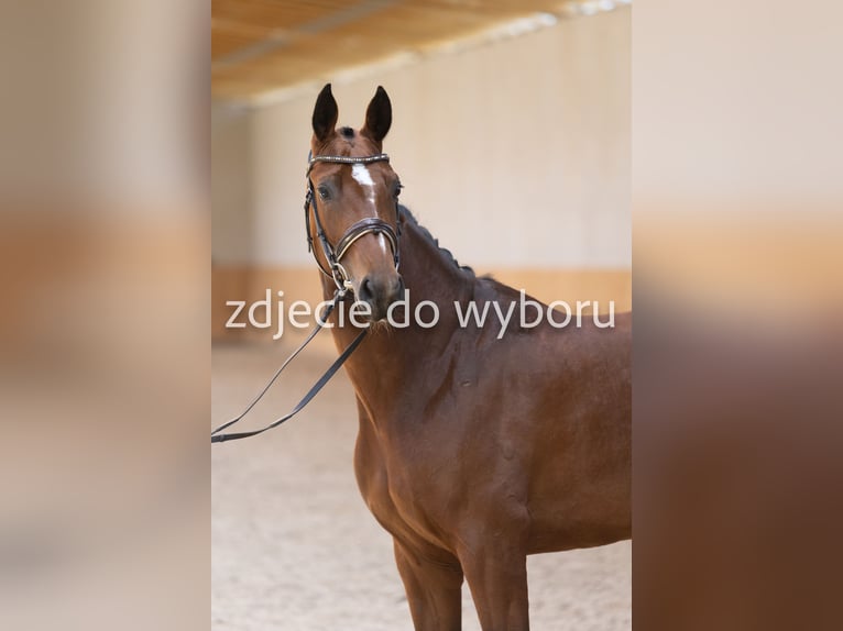 Koń hanowerski Klacz 4 lat 169 cm Gniada in Opole