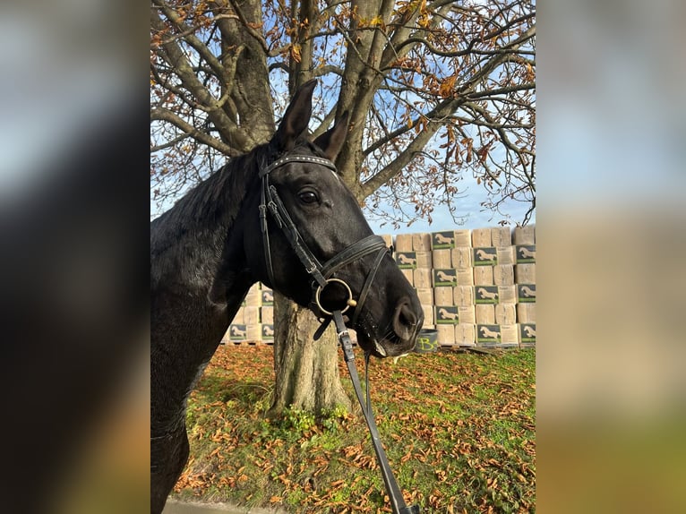Koń hanowerski Klacz 4 lat 169 cm Kara in Braunsbedra