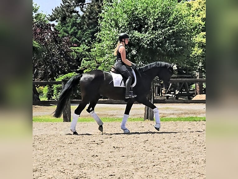 Koń hanowerski Mix Klacz 4 lat 169 cm Kara in Kempen