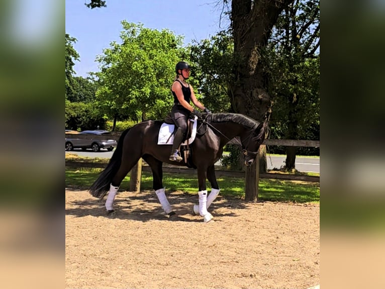Koń hanowerski Mix Klacz 4 lat 169 cm Kara in Kempen